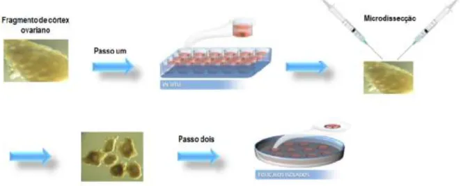 Figura 7 – Desenho esquemático do cultivo de dois passos.  