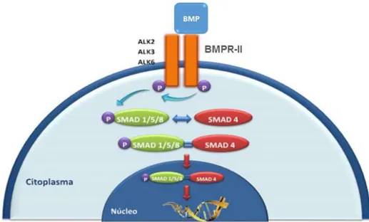 Figura 8  –  Via de sinalização das BMPs/Smads. As BMPs se ligam inicialmente ao receptor  tipo  II,  que  sofre  fosforilação,  e  recruta  o  receptor  tipo  I,  que  também  é  fosforilado