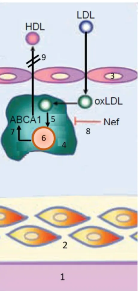 Figura  6:  Representação  da  inibição  do  transporte  reverso  de  colesterol  pela  proteína  Nef  do  VIH:  as  partículas  de  LDL  plasmáticos  são  internalizadas  para  o  espaço  subendotelial,  onde  sofrem  um  processo  de  oxidação  (oxLDL  –