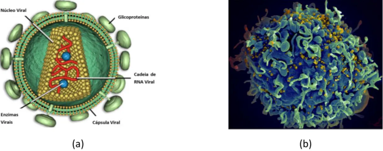 Figura  1:  Representação  da  estrutura  molecular  do  VIH;  (a)  –  representação  esquemática;  (b)  imagem  de  microscopia  electrónica (adaptado  de  https://micro.magnet.fsu.edu/cells/viruses/images/hivstructure  figure1.jpg  e  de  http://imgur.co