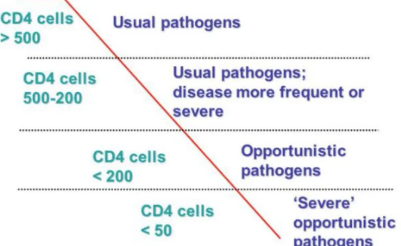 Fig. 3 – Esquema que representa a relação entre os valores de T CD4+ e a probabilidade de  infeções causadas por cada tipo de agente, adaptado do “Global Tuberculosis Report 2013” 
