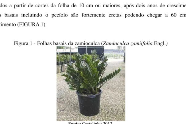 Figura 1 - Folhas basais da zamioculca (Zamioculca zamiifolia Engl.)