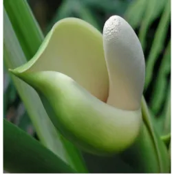 Figura 2 - Inflorescência da zamioculca (Zamioculca zamiifolia Engl.)