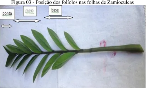 Figura 03 - Posição dos folíolos nas folhas de Zamioculcas 