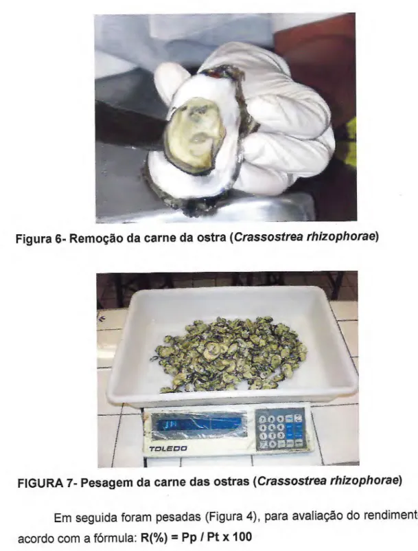 FIGURA 7- Pesagem da carne das ostras  (Crassostrea rhizophorae) 