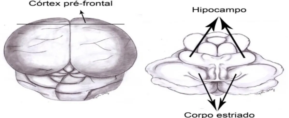 Figura 1 - Áreas cerebrais. 