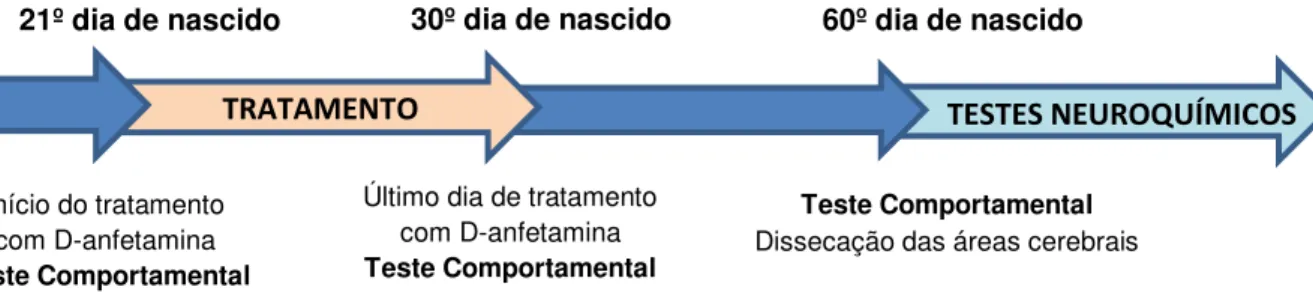 Figura 5 - Delineamento Experimental do tratamento com LDX em ratos.