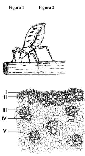 Figura 1  Figura 2 