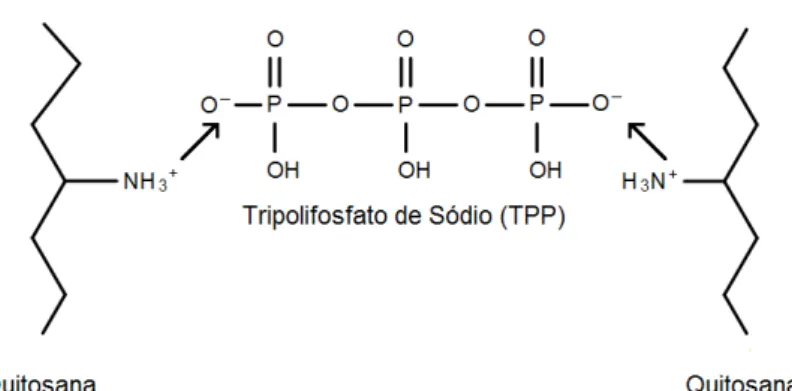 Figura 4  –  Gelatinização da quitosana e tripolifosfato de sódio (TPP) por interação entre  grupos iônicos e catiônicos [64]