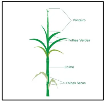 Figura 1:  Nomes dados as partes da cana-de-açúcar. 