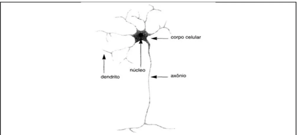 Figura 4: representação de um neurônio retirada de Damásio (2000, p. 410)  Os  neurônios  não  atuam  sozinhos