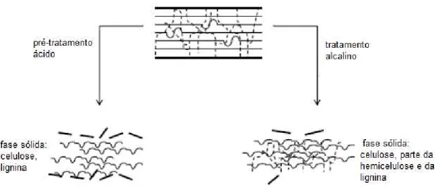 Figura 2.9. Desmembramento da biomassa causado pelo pré-tratamento (Keshwani, 415 