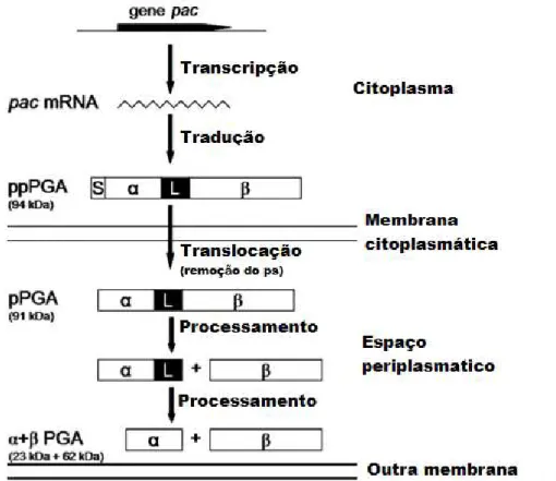 Figura  3.5  -  Esquema  geral  de  síntese  e  processamento  de  PGA  em  E.  coli  recombinante