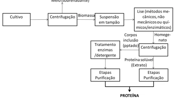 Figura  3.9  -  Representação  esquemática  do  processamento  da  biomassa  obtida  em  cultivos de E