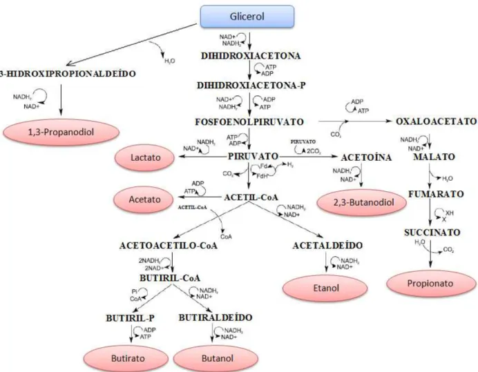 Figura 3. 8 – Rota fermentativa a partir do glicerol (SARMA et al., 2012; MARU et al., 2013)