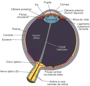 Figura 11: Diagrama esquemático do olho humano. 