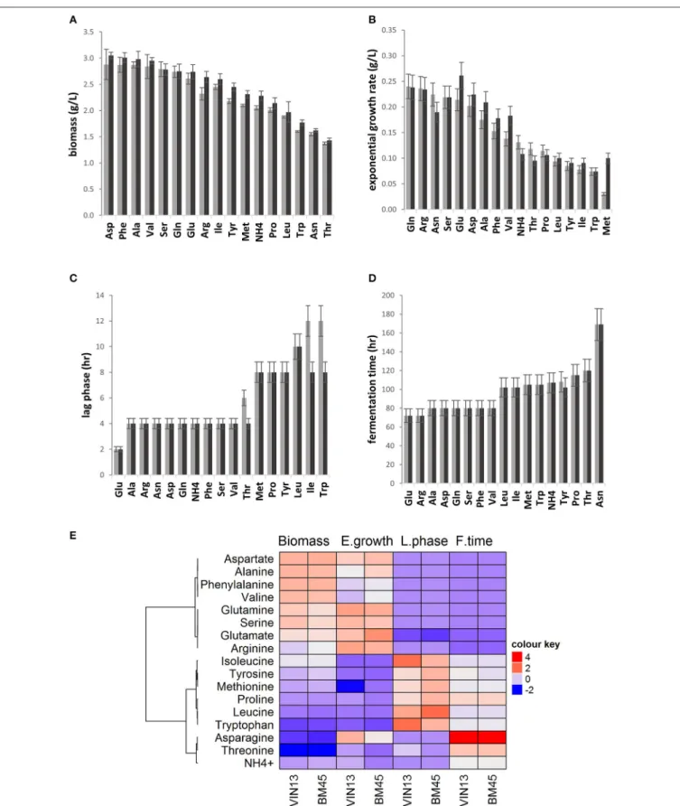 FIGURE 1 | A comparison of biomass accumulation (A), exponential growth rate (B) estimate of lag phase (C), and fermentation duration (D) of VIN13 (light gray) and BM45 (dark gray) cultured in YNB containing a single amino acid or ammonium