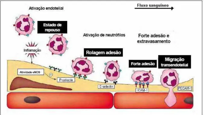 Figura 1: Interação entre leucócitos e o endotélio durante alteração vascular 1 .  