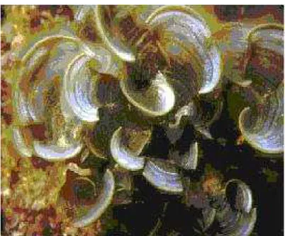 Figura 2: Alga marrom pertencente a espécie Padina gymnospora utilizada neste estudo. 