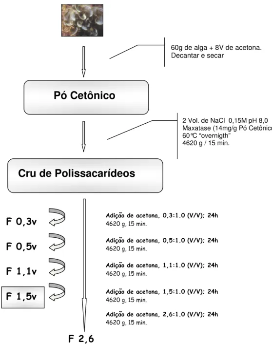 Figura  3:  Esquema  de  extração  e  fracionamento  dos  polissacarídeos  sulfatados  obtidos  da  alga 