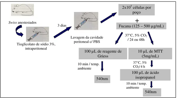 Figura 4: Ensaio de viabilidade celular e produção de óxido nítrico in vitro. 