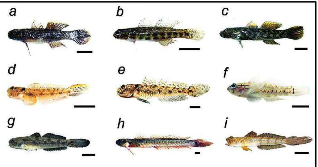 Figura 2. Exemplares da família Gobiidae utilizados nas análises citogenéticas. Bathygobius soporator (a), Bathygobius mystacium (b), 