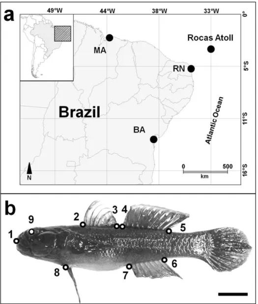 Fig.  1.  Collection  sites  for  B.  soporator  along  the  Brazilian  coast  and  Rocas  Atoll 