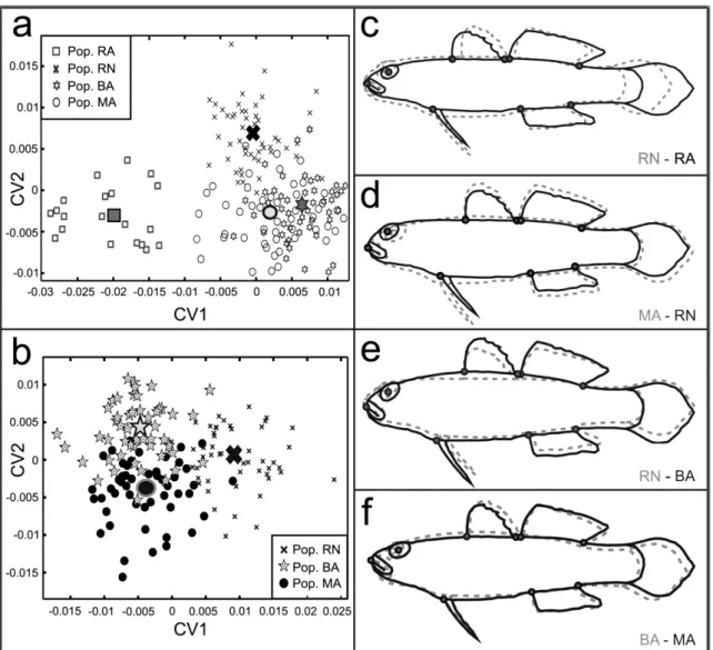 Fig.  4.  Distribution  of  morphological  data  of  B.  soporator  samples  along  the  first  and 