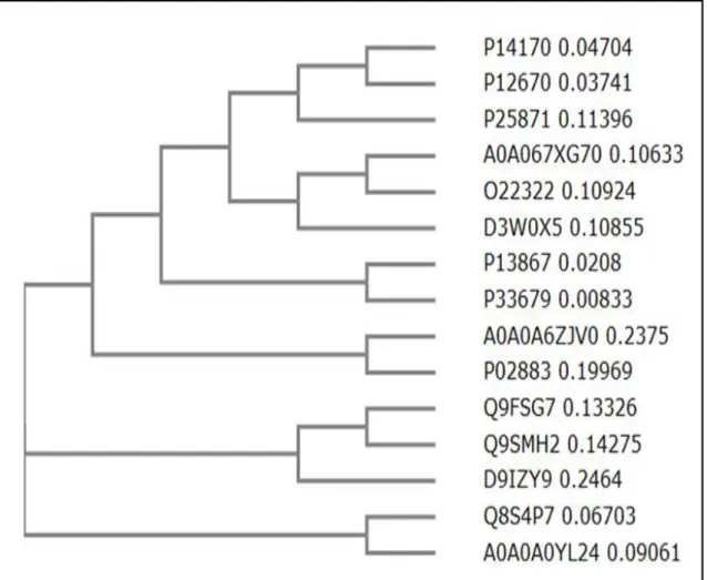 Figura 02. Árvore filogenética das proteínas pertencentes aos grupos das osmotinas  e taumatinas geradas pelo Clustal Omega