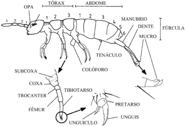 Figura 1. Aspectos gerais da morfologia externa de um colêmbolo (Isotoma viridis Bourlet 1883)