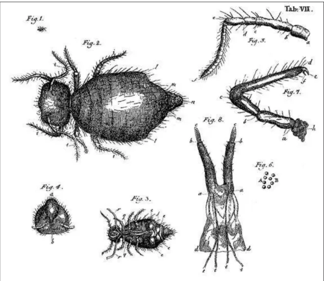 Figura  2.Ilustrações  da  primeira  espécie  de  Collembola  descrita,  a  então  Podura  fusca,  atual  Allacma  fusca