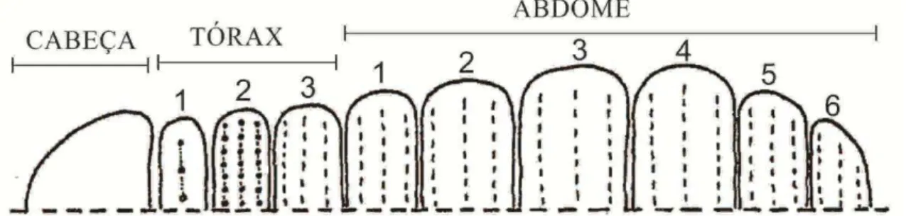 Figura  8.  Esquema  apresentado  por  Yosii  (1956)  para  um  colêmbolo  Poduromorpha  hipotético