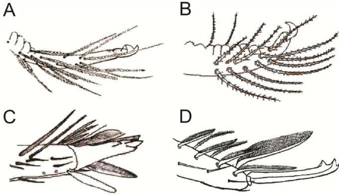Figura  11.  Porção  distal  da  fúrcula  com  extremidade  do  dente  e  mucro  em  representantes  das  famílias  Entomobryidae  (A  e  B)  e  Paronellidae  (C  e  D)