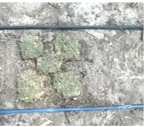 FIGURA  3.  Parcela  experimental  com  p ropágulos  vegetativos  de  espécies  de  Paspalum  e  preenchimento com areia lavada.