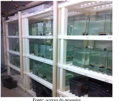 Figura 1 – Estantes e aquários de vidro numerados, que constituíram as unidades experimentais 