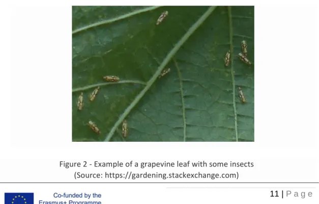 Figure 2 - Example of a grapevine leaf with some insects  (Source: https://gardening.stackexchange.com) 