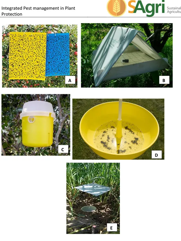 Figure 5 – Different trap examples: A - Sticky traps; B - Wing trap; C – Bucket trap; D - Pan  trap and E – Pitfall trap