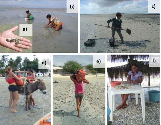 Figure 2. Venus clam (Anomalocardia brasiliana)  harvest cycle  in  the  Brazilian  northeast:  (a)  Venus  clam,  (b)  hand  picking  during  low tide, (c) harvesting with  a shovel,  (d)  and (e) transporting the  bags home, and (f) taking the meat from 