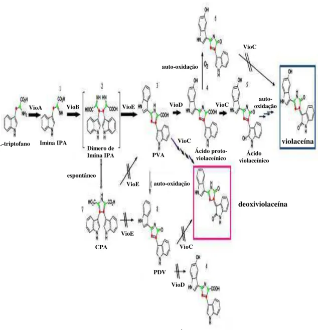 Figura 2.  Mecanismo de biossíntese da violaceína a partir do L-triptofano [Adaptada  de Jiang et