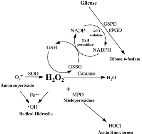Figura  4.  A  química  básica  das  reações  entre  as  EROs  e  os  principais  sistemas  enzimáticos antioxidantes [Adaptada de Repine et