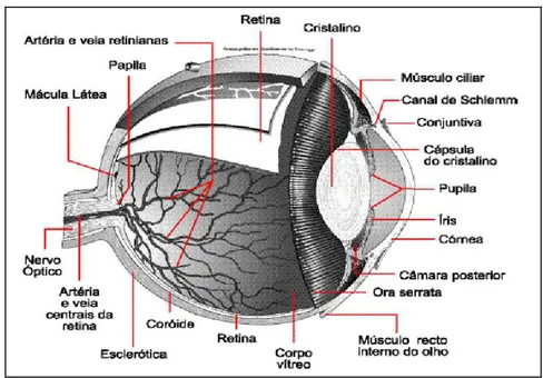 Figura 01: Representação esquemática sagital da anatomia ocular  