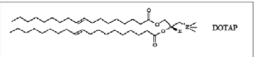 Figura 4. Estrutura química do lipídeo DOTAP empregado na composição de emulsões catiônicas