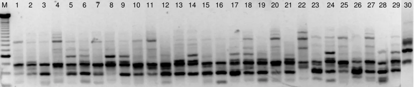 Figura 1: Perfil de um gel de ISSR utilizando o iniciador (CT) 8 RG para os 30 acessos de pimenta coletados  no Sul do e Estado do Espírito Santo