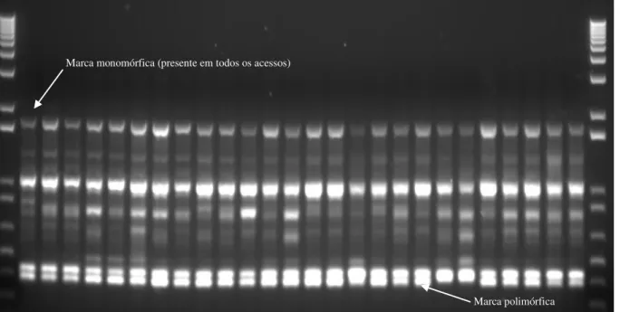 Figura 3 - Gel de agarose com fragmentos amplificados pelo primer OPA-02 (RAPD) no DNA dos 26 acessos de  meloeiro (Cucumis melo L.) do BAG de Cucurbitáceas para o Nordeste brasileiro 
