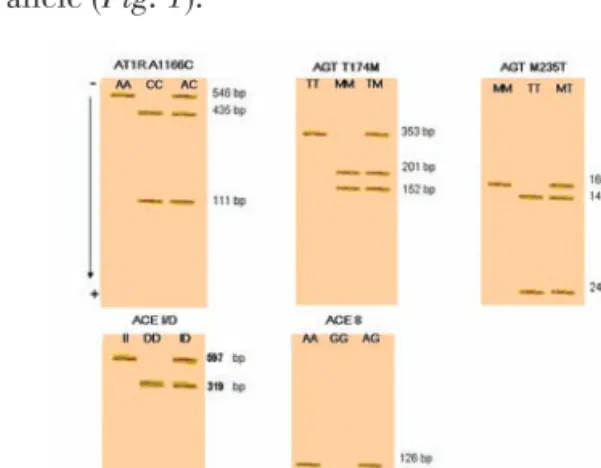 Figura 1. Polimorfismos dos genes do SRA estudados Figure 1. Polymorphisms of the RAS genes studied