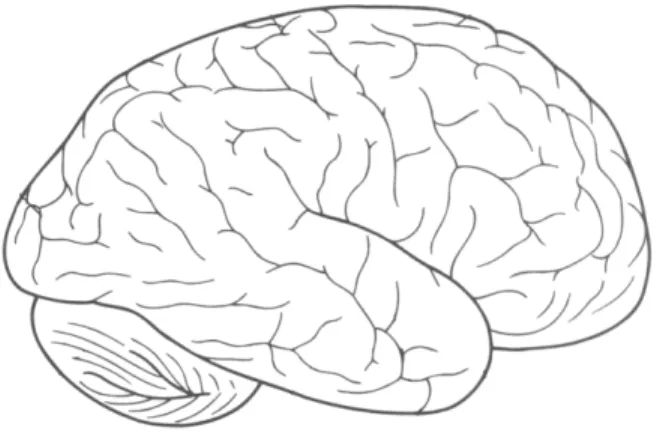 Figura 1. Representação do cérebro humano (adaptado de BRODAL, 1998, p.96) 