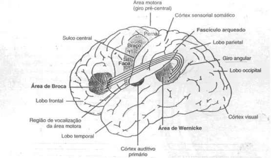 Figura 5. Principais áreas de linguagem do córtex cerebral (fonte: KANDEL, SCHWARTZ &amp; 
