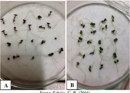 FIGURA  3.  Plântulas  de  manjericão  em  placas  de  petri  10  dias  após  a  semeadura  nas  variedades  Roxa  (A) e Folha  Fina  (B)