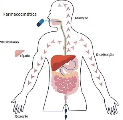 Figura 1-Etapas farmacocinéticas (Adaptado de European Patients' Academy). 