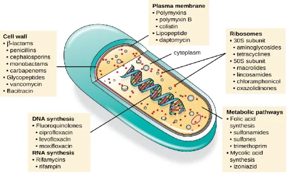 Figura 2-Principais mecanismos de acção dos antibióticos sobre as bactérias (Adaptado de  Lumen microbiology) 